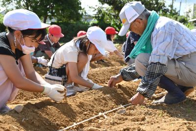 児童がバレイショ植付体験